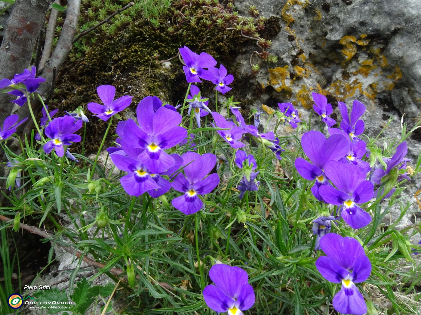 49 Viola dubyana (Viola di Duby).JPG